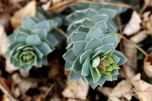 xeriscapepic